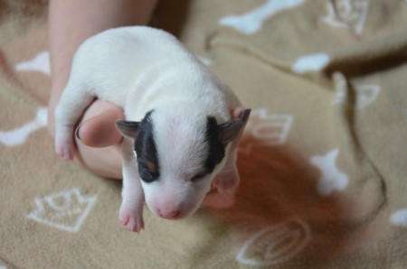 CHANEL - ...und bin auch schon eine STIL-IKONE :-)